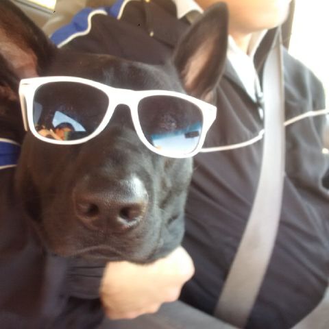 Meet "Rio" a very fiendly and noble dog